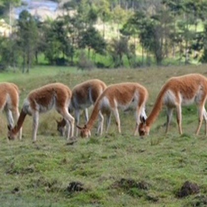 A herd grazing on the green hillsides above the valley.